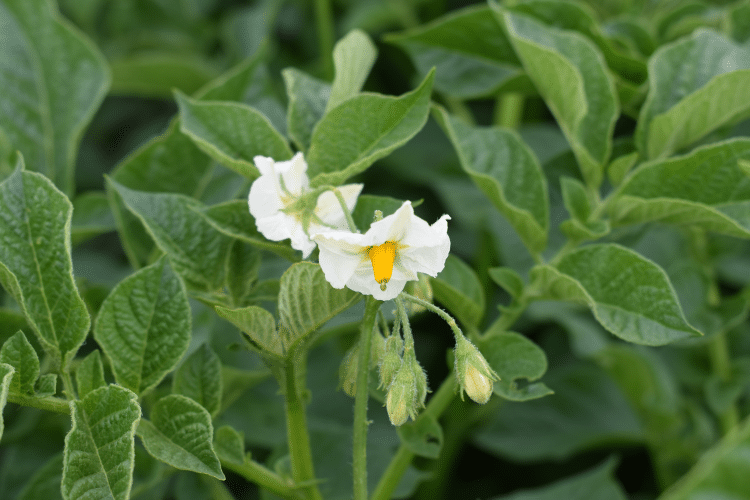 Lenznhof Kartoffelpflanze