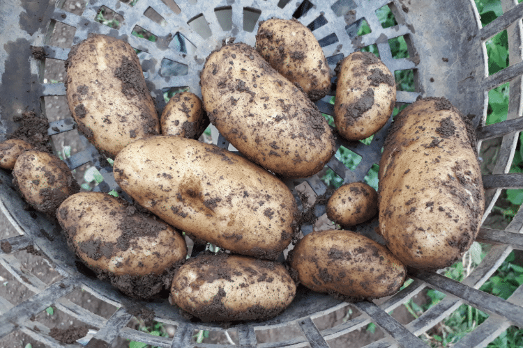 Lenznhof Kartoffeln
