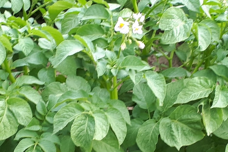 Kartoffelpflanze Kartoffelhof Dobler