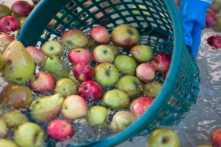 Viele Äpfel im Plastikkorb gewaschen im Wasser