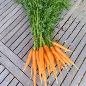 Bund frische Karotten