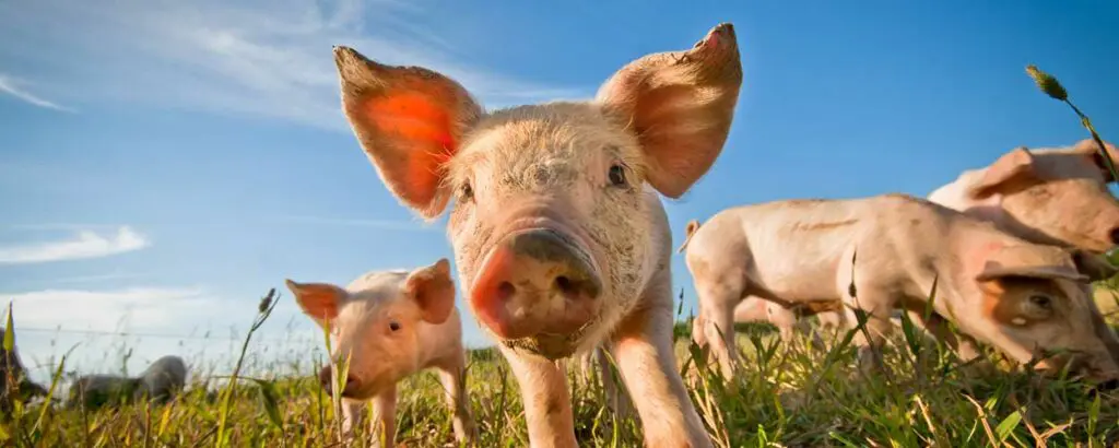 Viele Schweine auf einer Wiese