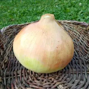 Frische Zwiebel im Weidekorb auf grüner Wiese