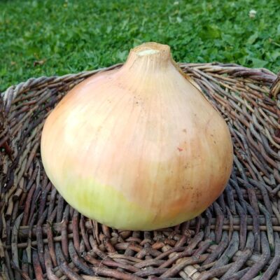 Frische Zwiebel im Weidekorb auf grüner Wiese