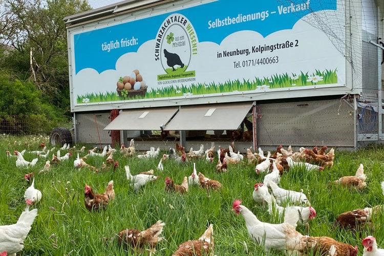 Viele Hühner auf grüner Wiese