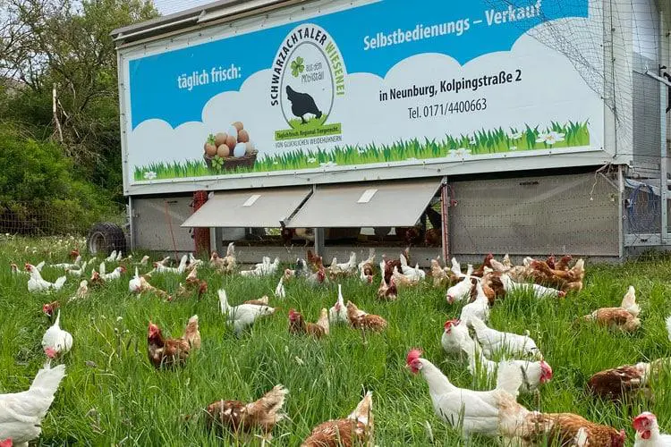 Viele Hühner auf grüner Wiese