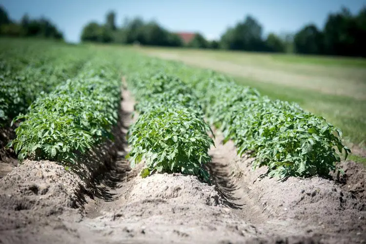 Blühende Kartoffeln im Erntefeld