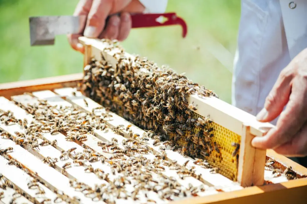 Ein Rahmen aus einem Bienenstock mit vielen Bienen, die sich darauf befinden.