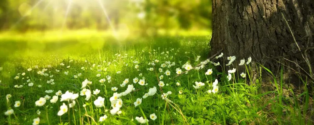Blumenwiese