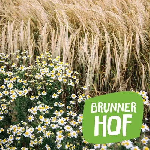 Viele Margerittenblumen