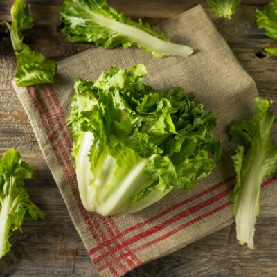 Endiviensalat gepflückt auf Jüttesack