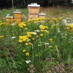 Bienenstöcke stehen hinter einem Feld mit gelben und weißen Blumen.