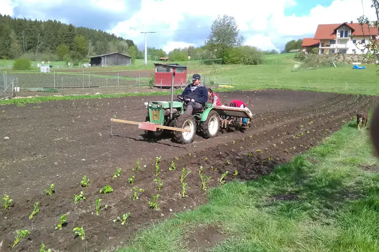 Ein Traktor bearbeitet ein Feld mit Reihen von Pflanzen im Vordergrund.